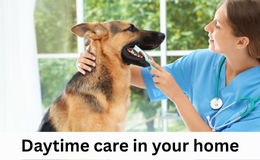 Doggy Day Care