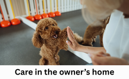 House Sitting